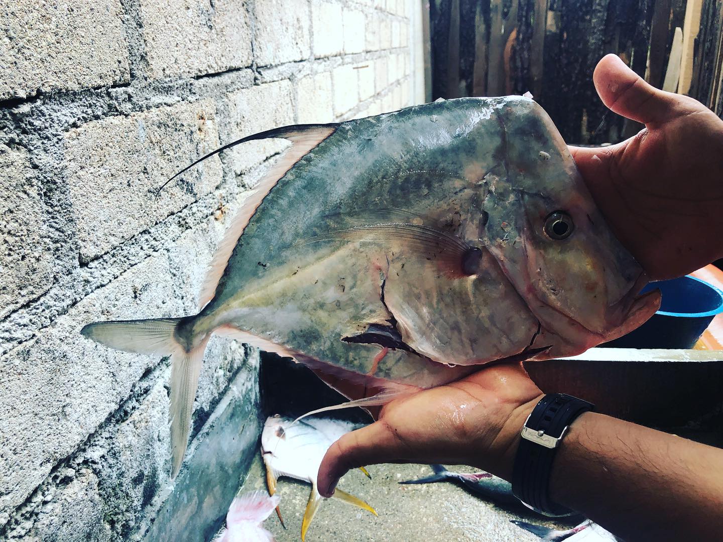 Pescado fresco de la costa de Zipolite